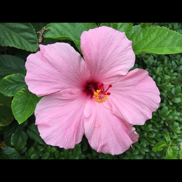 Meet your Posher, Nancy - Picture 5 of 8